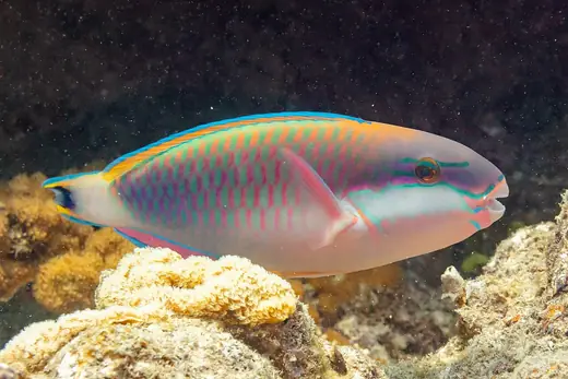 Parrotfish, photo 2 of 3