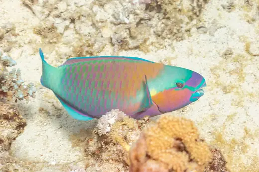 Parrotfish, photo 3 of 3