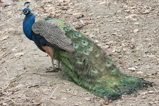 Indian peafowl, photo 1 of 3