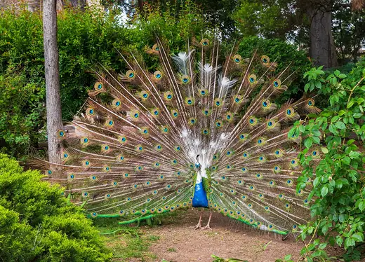 Indian peafowl, photo 2 of 3