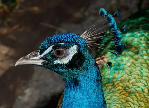 Indian peafowl, photo 3 of 3