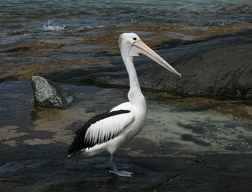 Australian pelican, photo 1 of 3