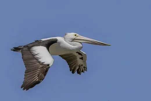 Australian pelican, photo 2 of 3