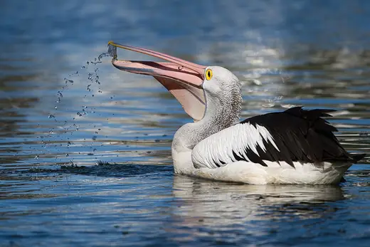 Australian pelican, photo 3 of 3
