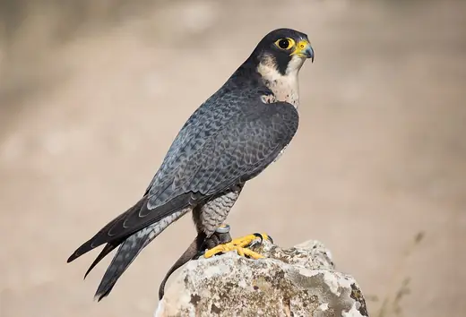 Peregrine falcon, photo 1 of 3