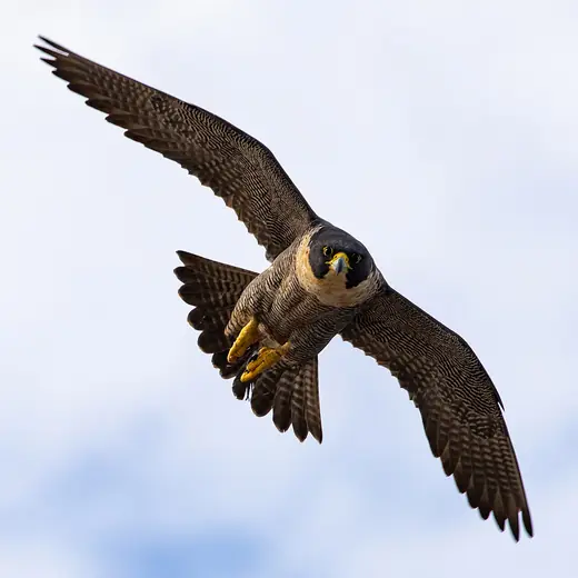 Peregrine falcon, photo 2 of 3