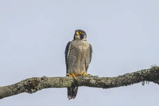 Peregrine falcon, photo 3 of 3