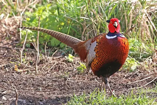 Pheasant, photo 1 of 3