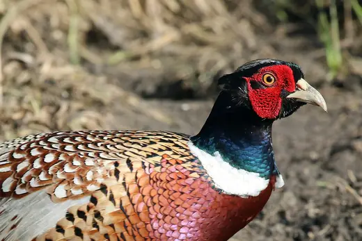 Pheasant, photo 2 of 3