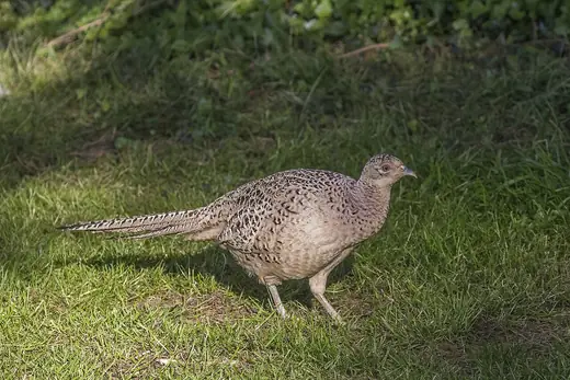 Pheasant, photo 3 of 3