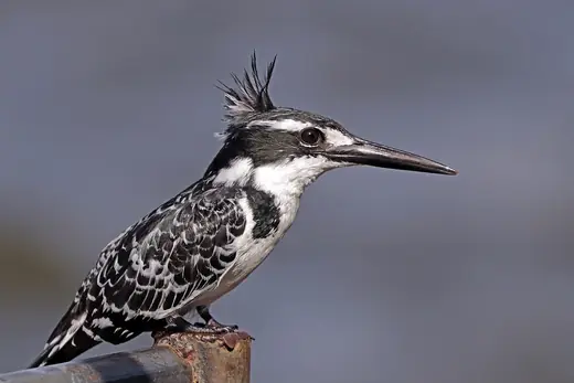 Pied kingfisher, photo 1 of 3