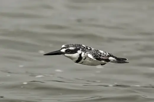 Pied kingfisher, photo 2 of 3