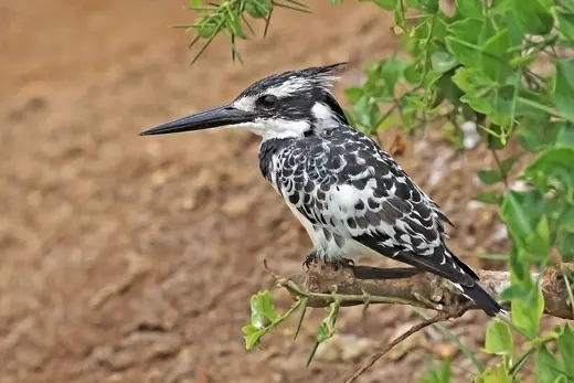 Pied kingfisher, photo 3 of 3