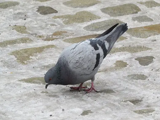 Feral pigeon, photo 1 of 3