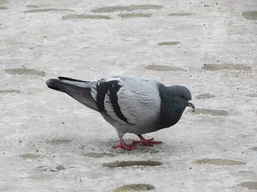 Feral pigeon, photo 2 of 3