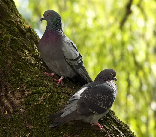 Feral pigeon, photo 3 of 3
