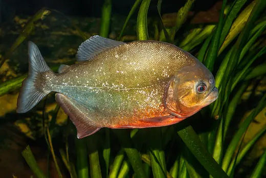 Red-bellied piranha, photo 1 of 3
