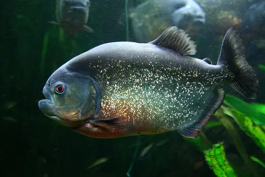 Red-bellied piranha, photo 2 of 3