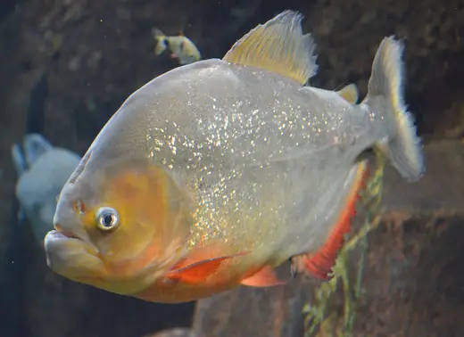 Red-bellied piranha, photo 3 of 3