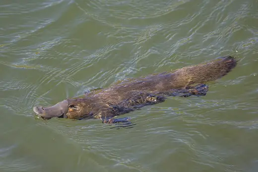 Platypus, photo 1 of 3