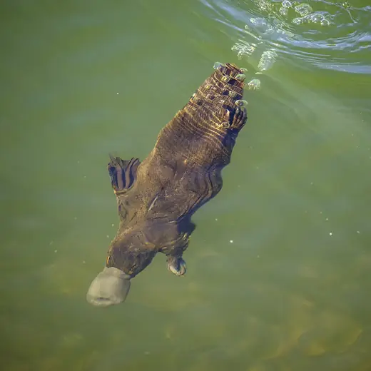 Platypus, photo 2 of 3