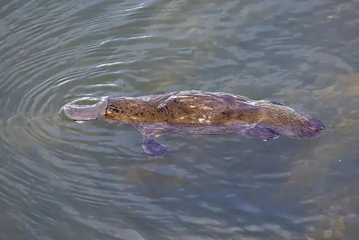 Platypus, photo 3 of 3