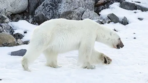 Polar bear, photo 1 of 3