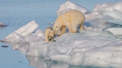 Polar bear, photo 2 of 3