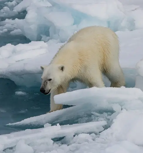 Polar bear, photo 3 of 3
