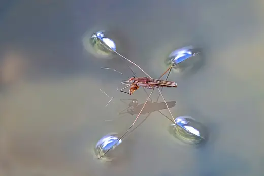 Common pond skater, photo 2 of 3
