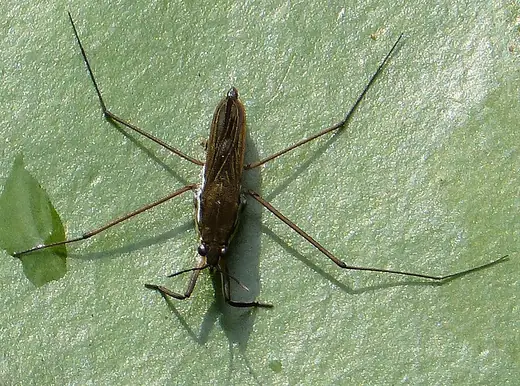 Common pond skater, photo 3 of 3