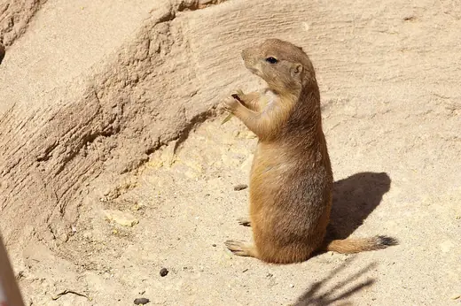Black-tailed prairie dog, photo 1 of 3