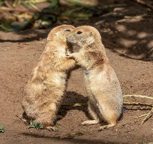 Black-tailed prairie dog, photo 2 of 3