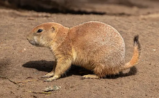 Black-tailed prairie dog, photo 3 of 3