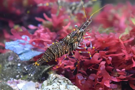 Common prawn, photo 1 of 3