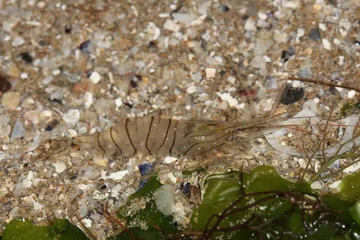 Common prawn, photo 3 of 3