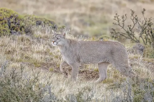 Puma, photo 1 of 3