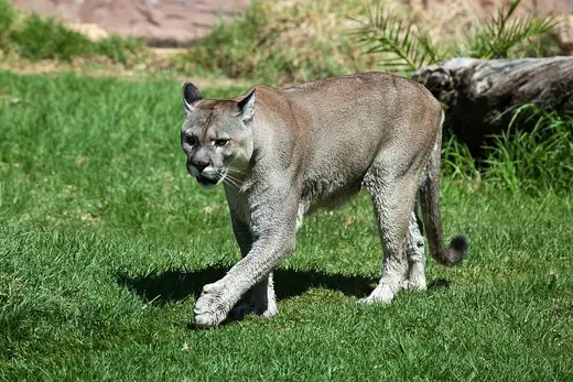 Puma, photo 2 of 3