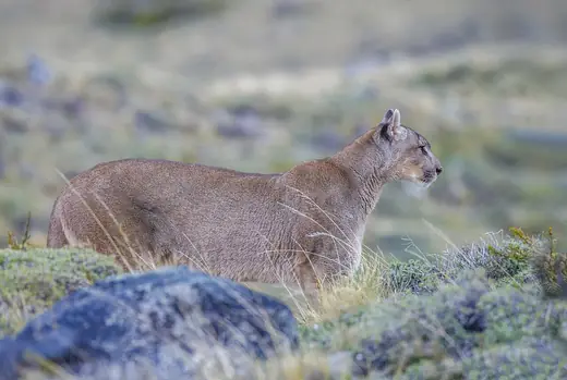 Puma, photo 3 of 3