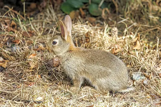 Rabbit, photo 1 of 3