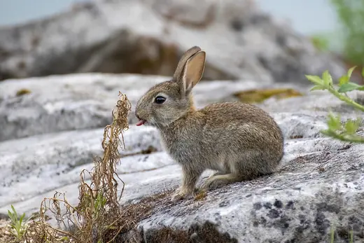 Rabbit, photo 2 of 3