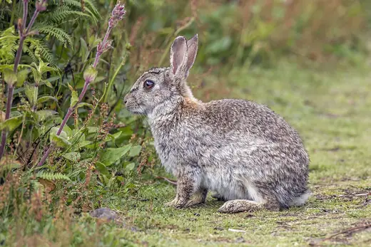 Rabbit, photo 3 of 3