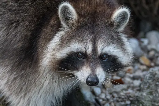 Raccoon, photo 1 of 3