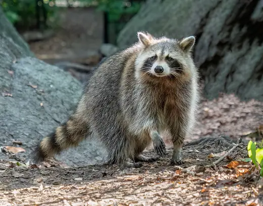 Raccoon, photo 2 of 3