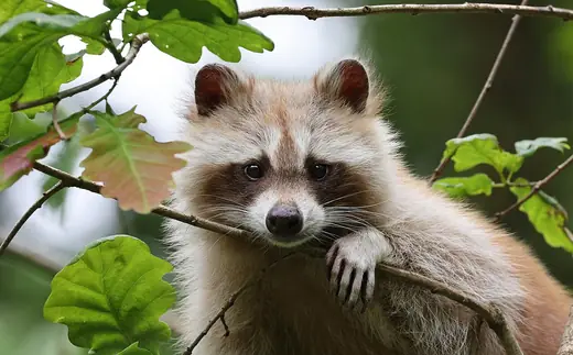 Raccoon, photo 3 of 3
