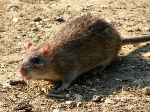 Brown rat, photo 1 of 3
