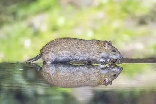 Brown rat, photo 2 of 3