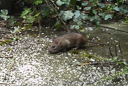 Brown rat, photo 3 of 3