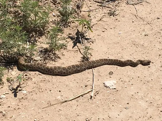 Prairie rattlesnake, photo 1 of 3