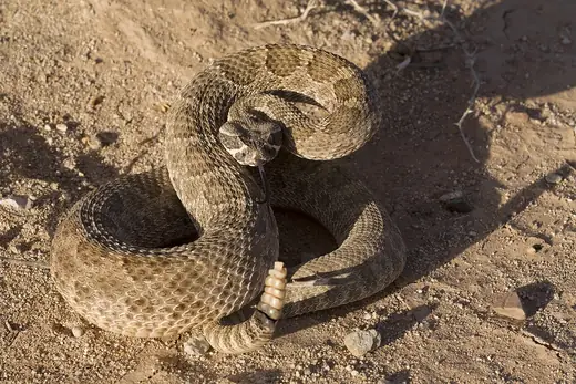 Prairie rattlesnake, photo 2 of 3